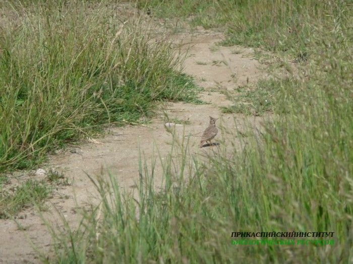 1.хохл.жаворон.турали.25.05.10