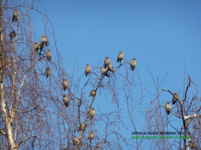 свиристель