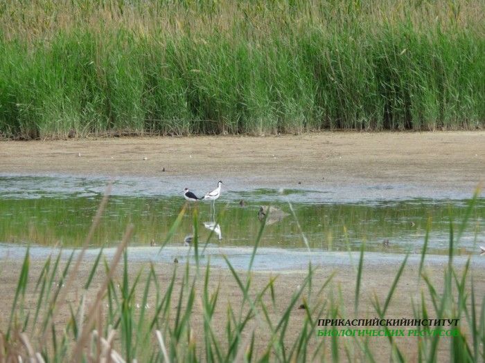 9.шилоклювка.турали.03.06.11