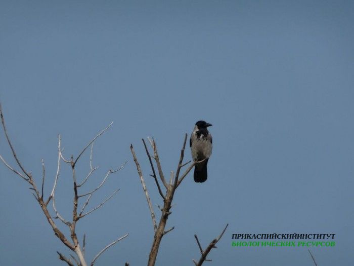 7.сер.вор.турали11.03.11