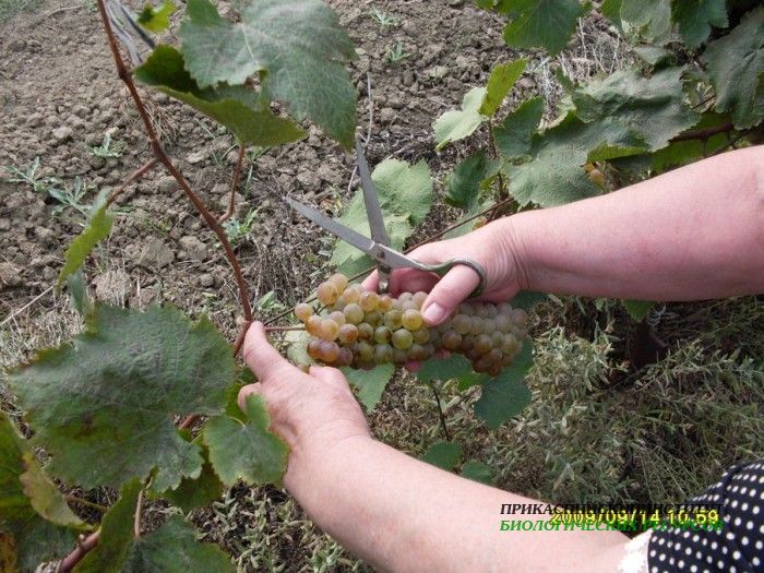 Обрезка винограда