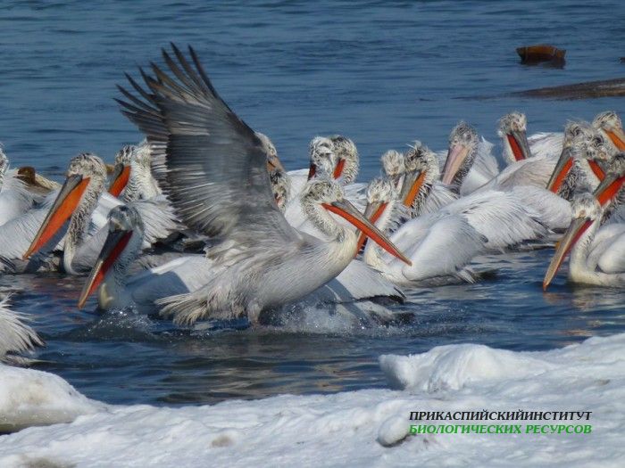 36.пелик.кудр.судоремзав.21.02.12