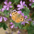 4.крапивница.турали.03.06.11