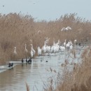 31.б.б.ц.мал.бакл.турали.21.01.11