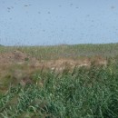 20.саранча.турали.19.08.2011