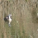 29.чомга.птенец.турали.22.07.11