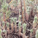 Фото Гасановой З.У.