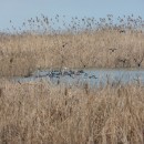 17.лысухи.султанка.турали.28.01.2011