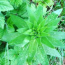 Травянистые (Гуниб)