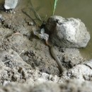 35.охотазмеинарыбу.турали.11.06.10