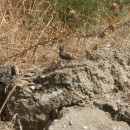 14.хохл.жаворон.турали.20.08.10