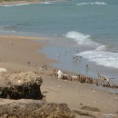 8.краснозоб.песчанка.турали.2.9.2011