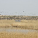 джамирзоевгаджибексефибекович2