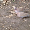 43.мал.горл.мойдвор.2.12.11.