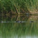 лысухасптенцами26.06.09