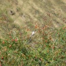 7жулан.тлярош12.08.10