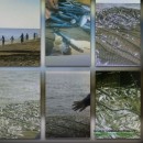 Сбор ихтиологического материала Самуро-Каспийского района