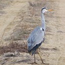 40.цаплясер.турали.9.12.11