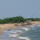 2.скопл.чаекболбак.касп.турали31.7.09