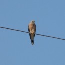 17.степ.пустельга.турали.9.9.2011