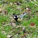 3.бол.син.плк.18.03.10