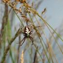 13.паук.матлас.8.07.10