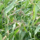 1.саранча.турали.22.06.12