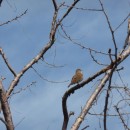 23.широкохв.камыш.турали.05.05.11