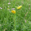 5.лилияоднобрат.матлас.8.07.10