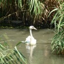 18.шипун.турали.3.08.12