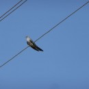 21.кукушка26.06.09турали