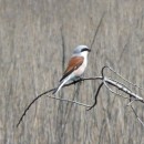 6.жулан.турали.8.05.10