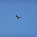 1.сепн.пустельга.турали.8.05.10