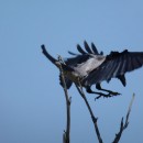 2.сер.вор.турали.4.05.12