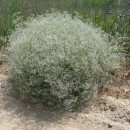 2.жкустарникцветущ.турали.11.06.2011