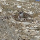 2полвор.обр