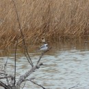 10.бел.тряс.черногол.чекан.турали.31.03.11