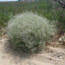 1.кустарникцветущ.турали.11.06.2011