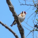 6.щегол.турали.18.04.10