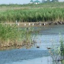 16.скопл.м.б.цболбак.турали31.7.09