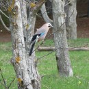 25.сойка.кисловод.2.05.11