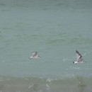 малчай.молодые