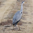 38.цаплясер.турали.9.12.11