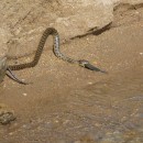 18.ужестсазана.турали.05.10.11