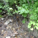 2.ручей.21.7.09тлярош