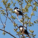 5.роз.сквор.турали.8.05.10