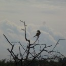 1.сорокопутчернолоб.турали.30.08.12