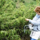 Измерение флуоресценции (Гуниб, ГБС)