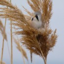 53.усики.турали.7.01.12