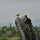 3.черногол.трясскормом